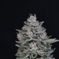 M A C2  Auto  Flowering  Cannabis  Seeds