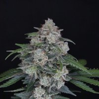 M A K  O G  Auto  Flowering  Cannabis  Seeds