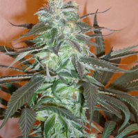 Mango Feminised Seeds