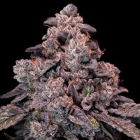 Mangosteen  Glitch  Auto  Flowering  Cannabis  Seeds 5