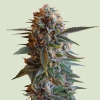 Mexican Rush  Feminised  Cannabis  Seeds