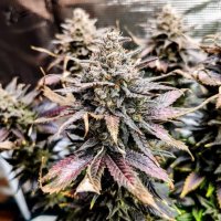 Mimosa  Feminised  Cannabis  Seeds