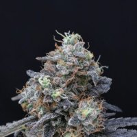 Minty  Grape  Kush  Feminised  Cannabis  Seeds