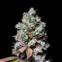 Mochi  Feminised  Cannabis  Seeds