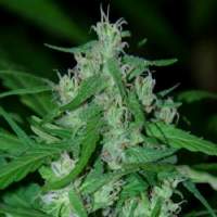 Nepal  Highland  Regular  Cannabis  Seeds