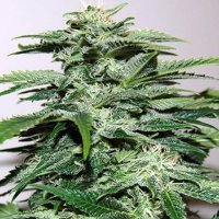 Northern Light Special