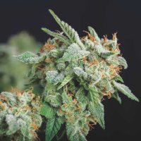 Northern  Lights  X  Runtz  L I M I T E D  E D I T I O N  Gold  Line  Feminised  Cannabis  Seeds