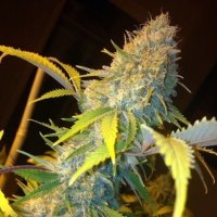 Northern  Lights  Express  A U T O  Feminised  Cannabis  Seeds