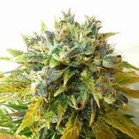 Onyx Autoflowering Feminised Seeds Onyx Autoflowering Feminised Seeds