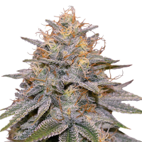 Orange Frappe Feminised Cannabis Seeds