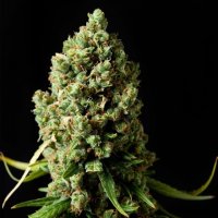 Original  Skunk  Feminised  Cannabis  Seeds