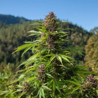 Outdoor Auto Feminised Cannabis Seeds