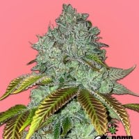 Permanent  Marker  Bomb  Feminised  Cannabis  Seeds