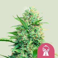 Pink  Runtz  Feminised  Cannabis  Seeds