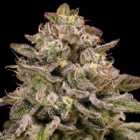 Pistachio  Churro  Auto  Flowering  Cannabis  Seeds
