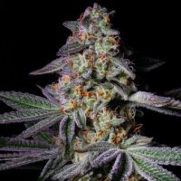 Pure  Glitter  Feminised  Cannabis  Seeds