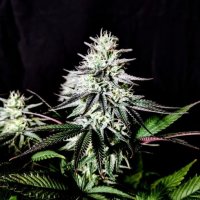 Pure  Ice  Cream  Feminised  Cannabis  Seeds