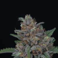 Purple  Punch  Auto  Flowering  Cannabis  Seeds
