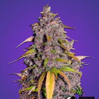 Purple  Punch  Feminised  Cannabis  Seeds
