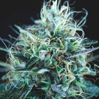 Purple  Urkle  X  Blue  Pyramid  L I M I T E D  E D I T I O N  Gold  Line