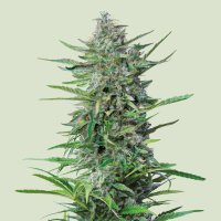 Purple Punch  Feminised  Cannabis  Seeds