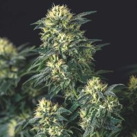 Pyramid  Cannabis  Seeds  Anesthesia  X  Runtz  Fem