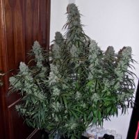 Quick  Flowering  T H C  Feminised  Cannabis  Seeds
