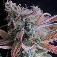 Raspberry  Cough  Feminised  Cannabis  Seeds