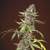 Red  Mandarine  F1  Fast  Feminised  Cannabis  Seeds