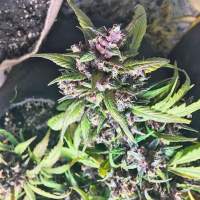 Red  Poison  Auto  Feminised  Cannabis  Seeds