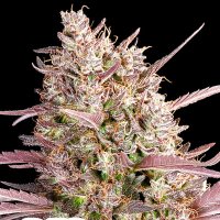 Redline  Feminised  Cannabis  Seeds
