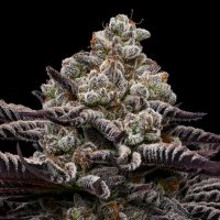 Rose  Soda  Feminised  Cannabis  Seeds