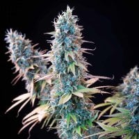 Royal  Queen  Seeds  Granddaddy  Purple  Feminised  Cannabis  Seeds