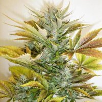 Russian Haze Autoflowering Feminised Seeds