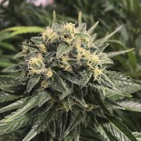 Sativa  039  S  Sour  Diesel  Feminised  Cannabis  Seeds
