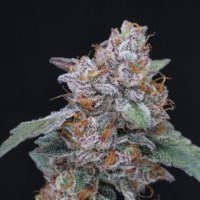 Sherbacio  O G  Auto  Flowering  Cannabis  Seeds