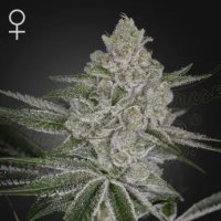 Shishka Lemonade Feminised Cannabis Seeds