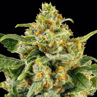 Skunk1  Feminised  Cannabis  Seeds