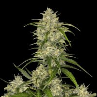 Sour  Jealousy  Auto  Flowering  Cannabis  Seeds