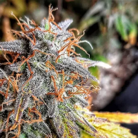 Sour  Surge  Auto  Flowering  Cannabis  Seeds