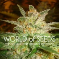 Star 47 Feminised Seeds