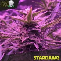 Stardawg 0