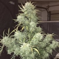 Strong  Stuff  Auto  Feminised  Cannabis  Seeds