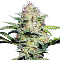 Super Skunk Auto Flowering Cannabis Seeds
