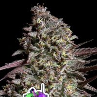 Think  Tank  Auto  Flowering  Cannabis  Seeds