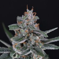 Tri  Whip  Kush  Auto  Flowering  Cannabis  Seeds