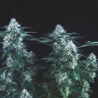 Tutankhamon  F A S T  Feminised  Cannabis  Seeds