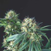 Tutankhamon  Regular  Cannabis  Seeds