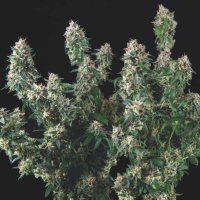 Tutankhamon  X  Cookies  U S A  L I M I T E D  E D I T I O N  Gold  Line  Feminised  Cannabis  Seeds