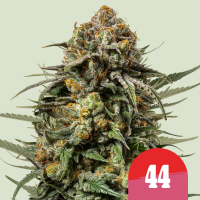 Tyson  Gelato44  Feminised  Cannabis  Seeds